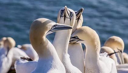 开云体育APP下载-法国羽毛球队逆袭日本，林丹燃炸赛场——羽毛球史的新篇章