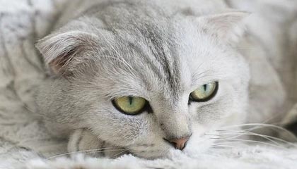 开云体育官网-TL力克DK，Huni惊艳世界——新王的崛起与未来的无限可能