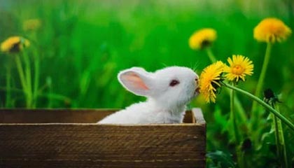 开云体育在线-奥地利乒乓球队血洗德国乒乓球队，波尔送出助攻