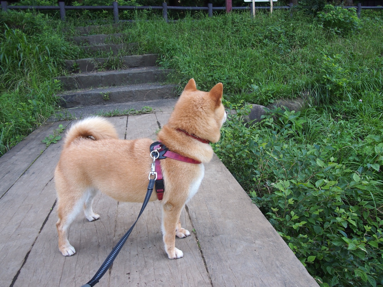 CBA焦点战再现一波流美学，山西用三分雨浇灭北京的反扑火焰